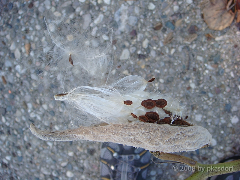 27 Shiawassee National Wildlife Refuge [2008 Nov 5].JPG - Scenes from Shiawassee National Wildlife Refuge in Michigan.